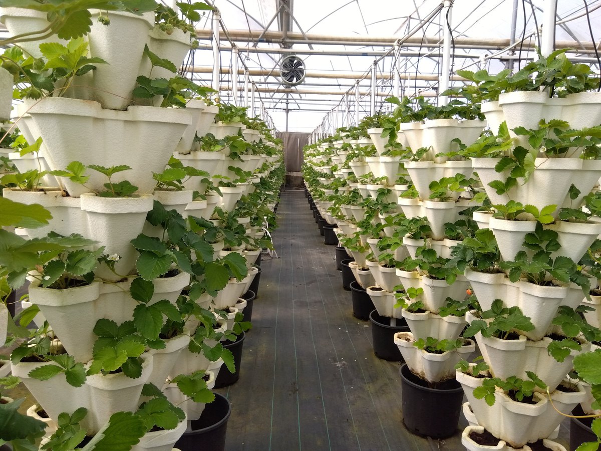 Strawberry farming in India: why the variety you plant decides the profit you keep