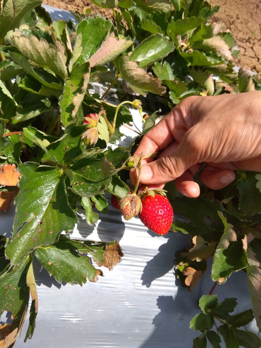 Highest Strawberry Species