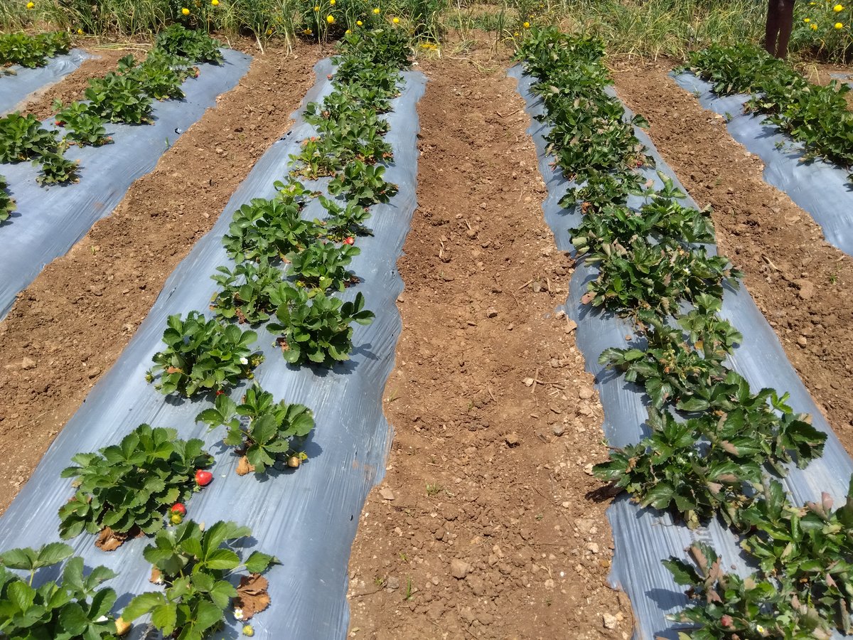 The discipline — single-row mulch beds, ICHIGO protocol