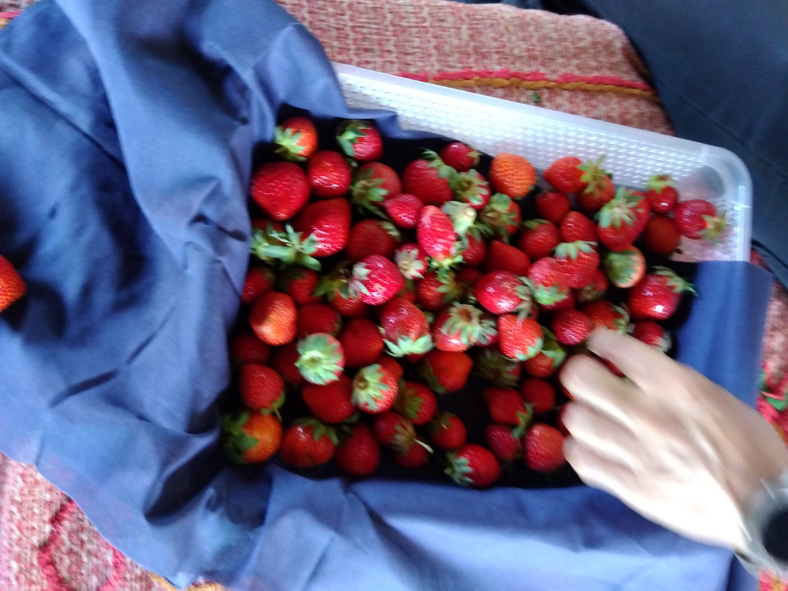 A tray of freshly picked deep-red strawberries on a cloth, a picker's hand placing one in, calyxes green and upright