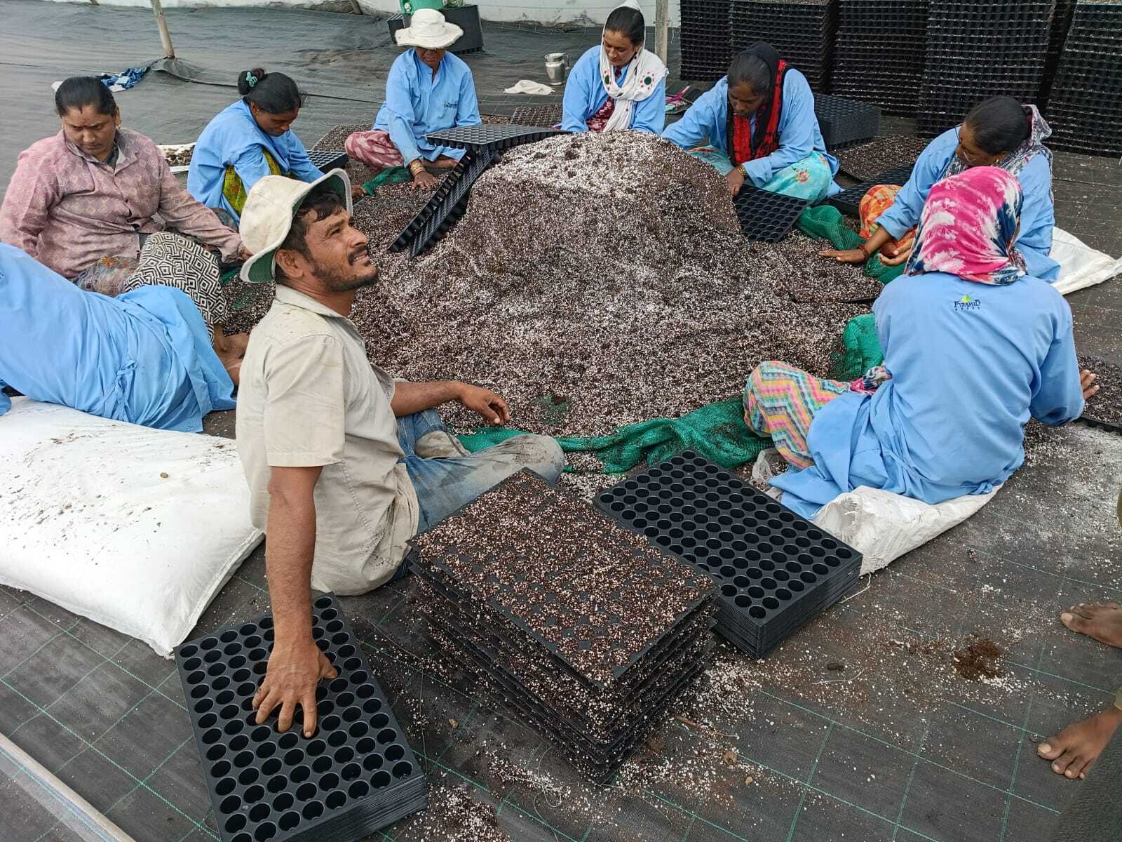 Workers seated around a large mound of dark, soil-free growing medium, hand-filling rows of black plug trays for sowing