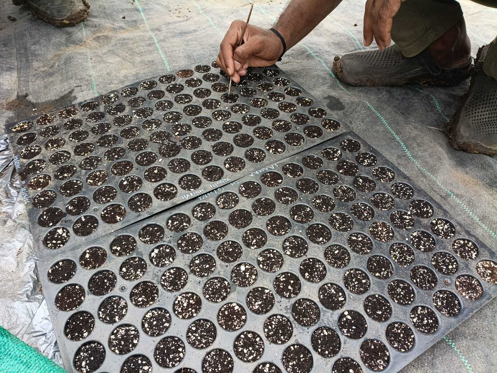 It starts with a seed: raising Japanese strawberries from seed in India