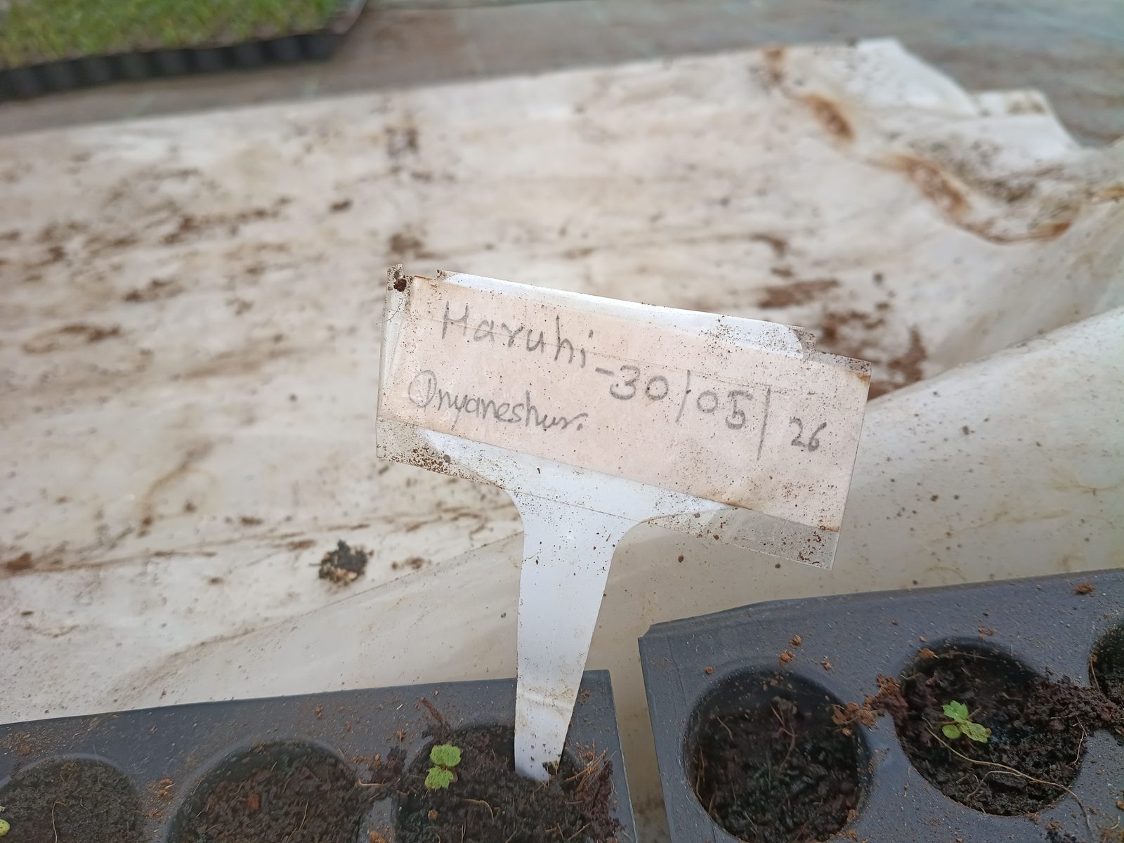 A handwritten nursery tag reading "Haruhi — 30/05/26" marking a tray of strawberry seed sown at the end of May