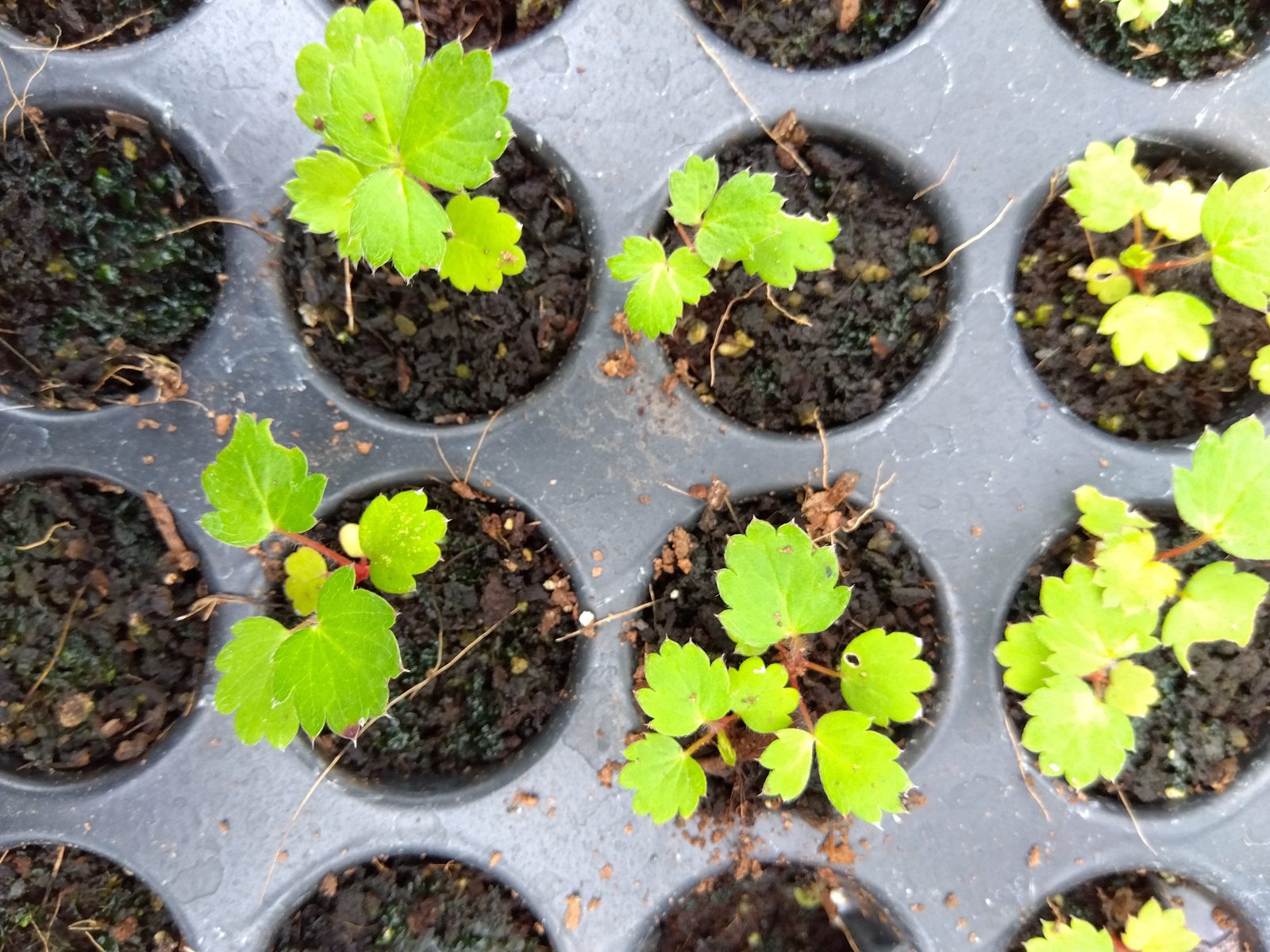 Field notes: sowing is done — now the nursery does the slow work