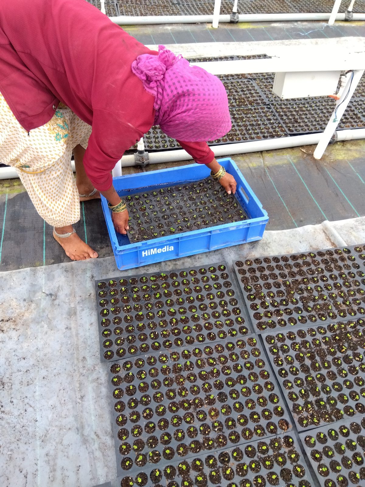 A nursery worker lifting a tray of newly germinated seedlings in a blue HiMedia crate, with benches of trays at different stages behind