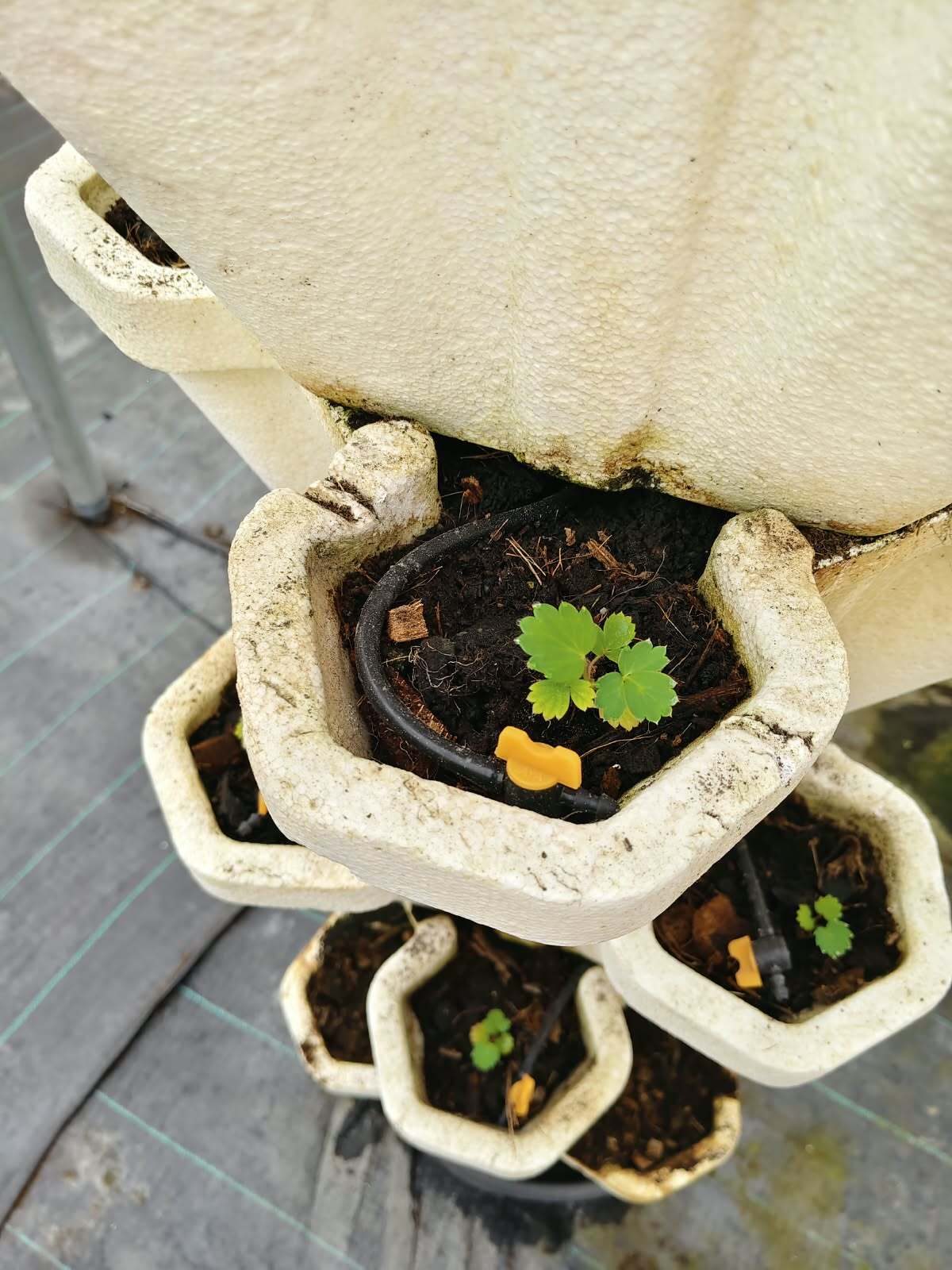 Close-up of a single strawberry seedling just transplanted into a white foam pot of coir-based media, the black drip line and orange emitter looped beside it