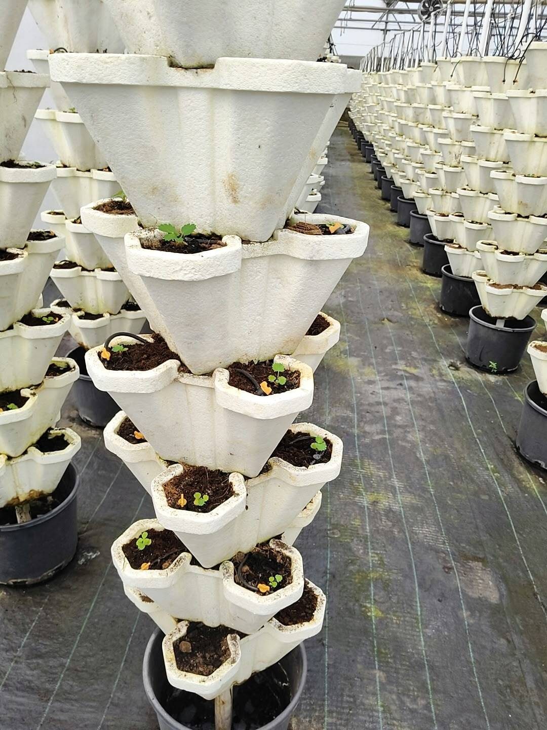 Field notes: SAKURA and HARUHI go into the vertical pots at Igatpuri