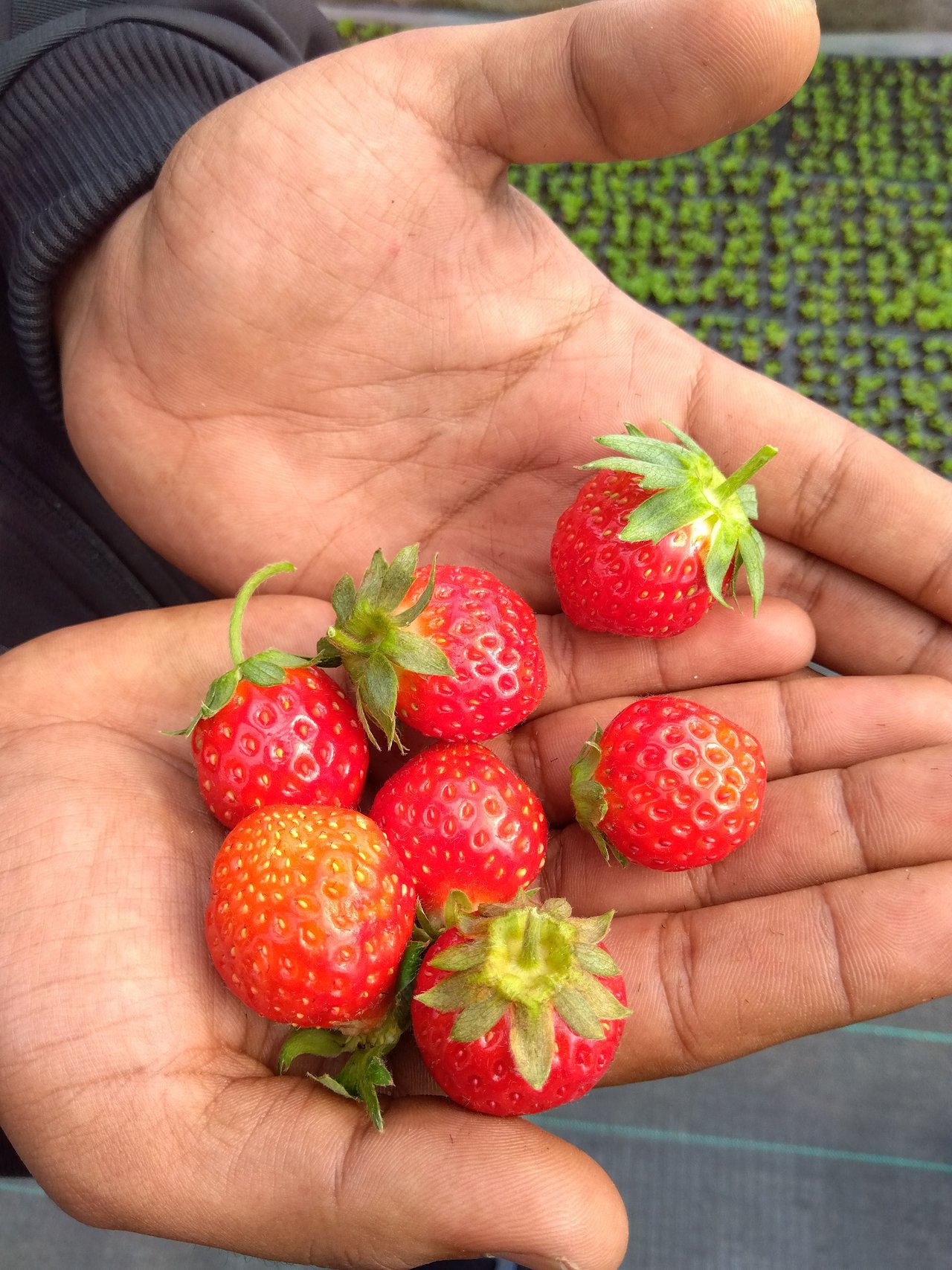 A pair of hands holding six freshly picked ripe red strawberries with green calyxes, polyhouse greenery behind