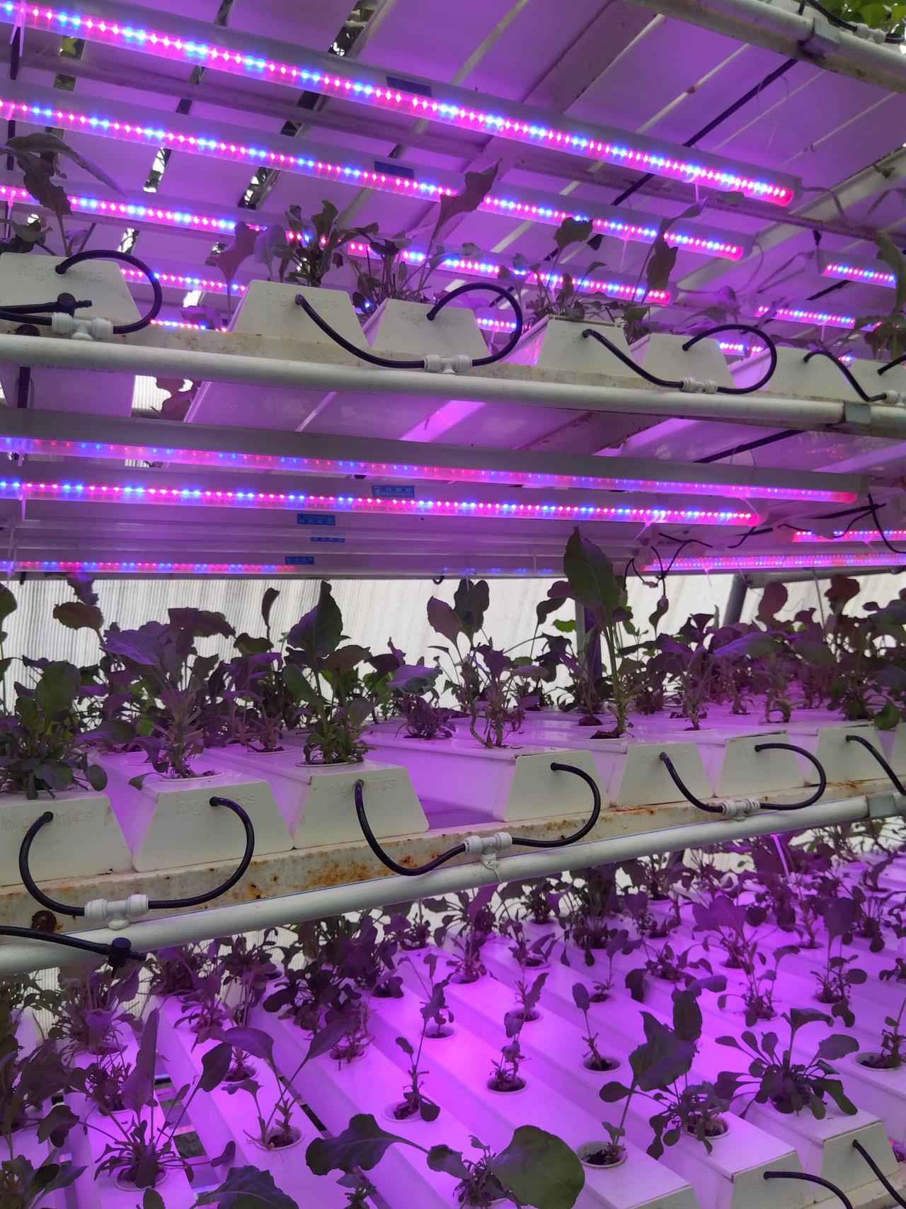 Vertical racks of plants under magenta and blue LED grow lights in the controlled-environment area of the facility